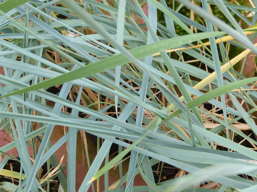ELYMUS arenarius Glaucus