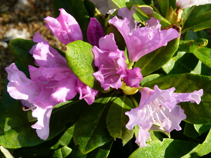 RHODODENDRON hybride Pohjolas Daughter