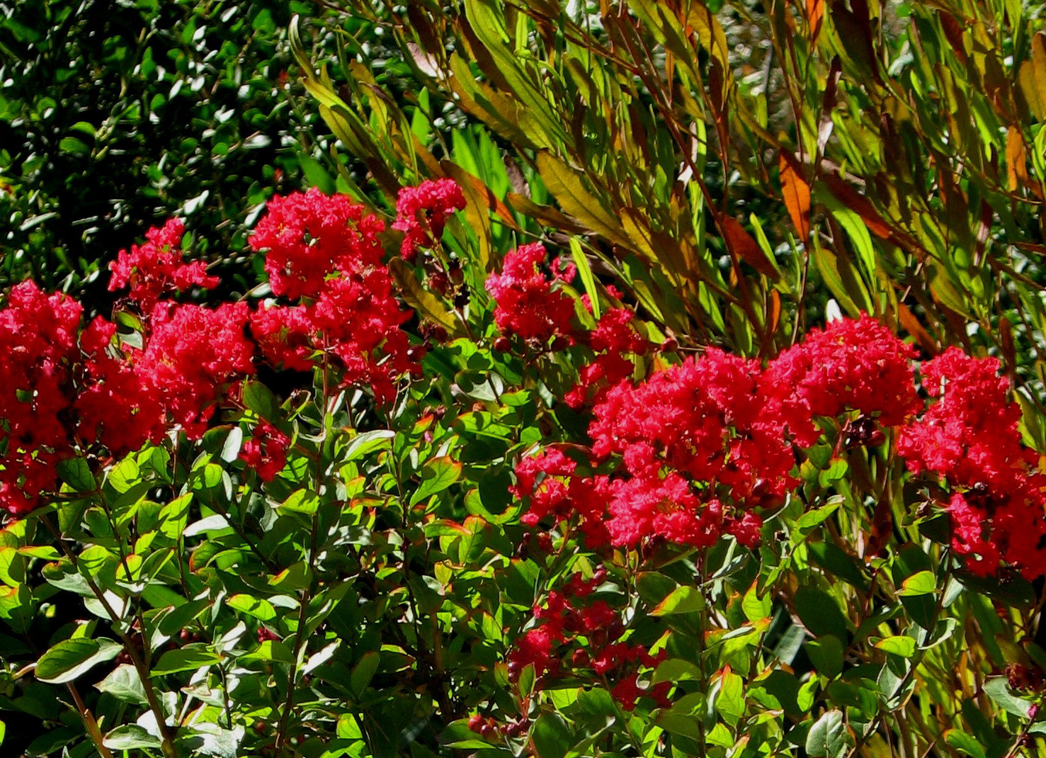 LAGERSTROEMIA indica Super Rouge