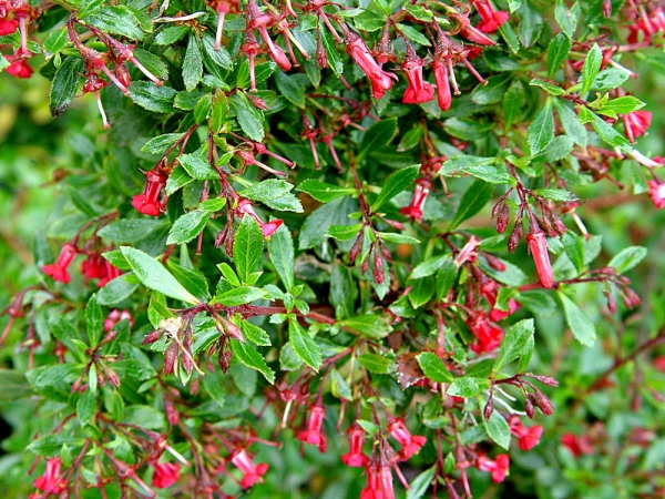 ESCALLONIA Red Carpet ®