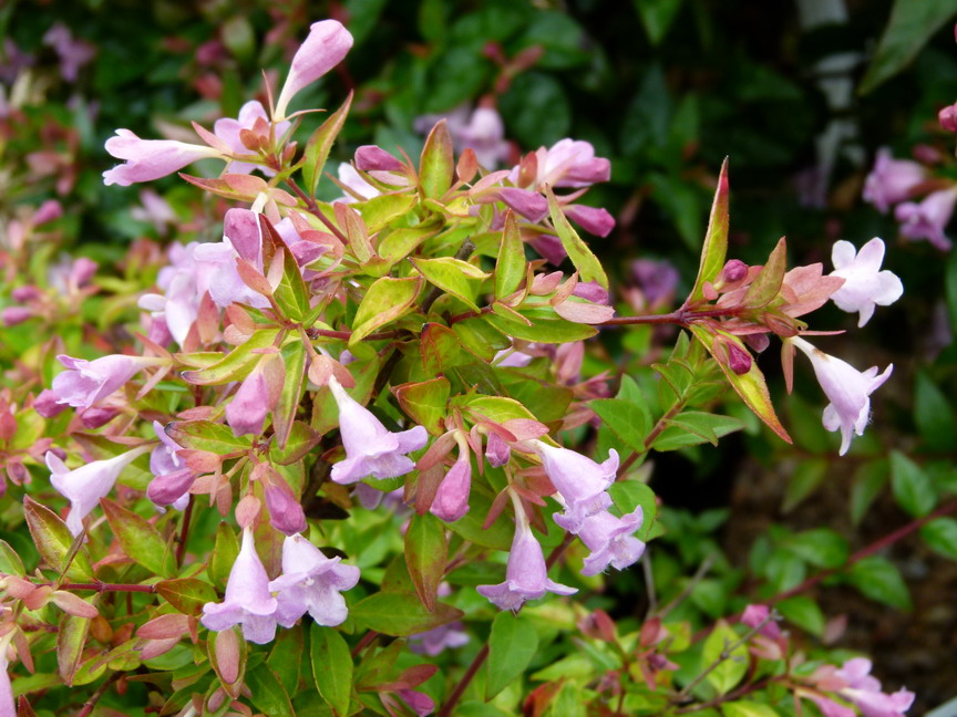 ABELIA Auderose ®