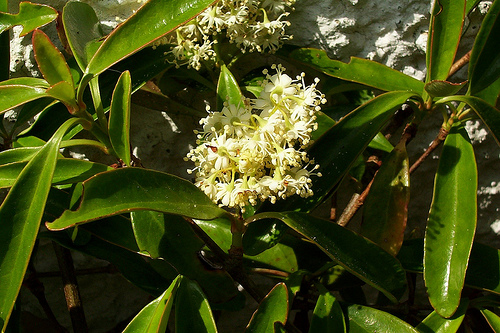 DECUMARIA sinensis