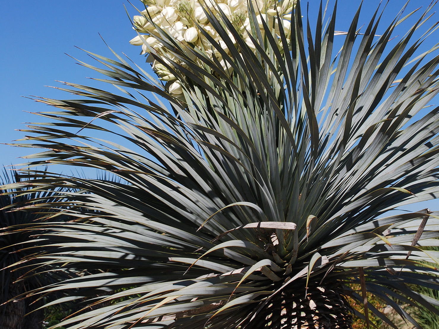 YUCCA rostrata