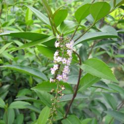 CITHAREXYLUM spicatum