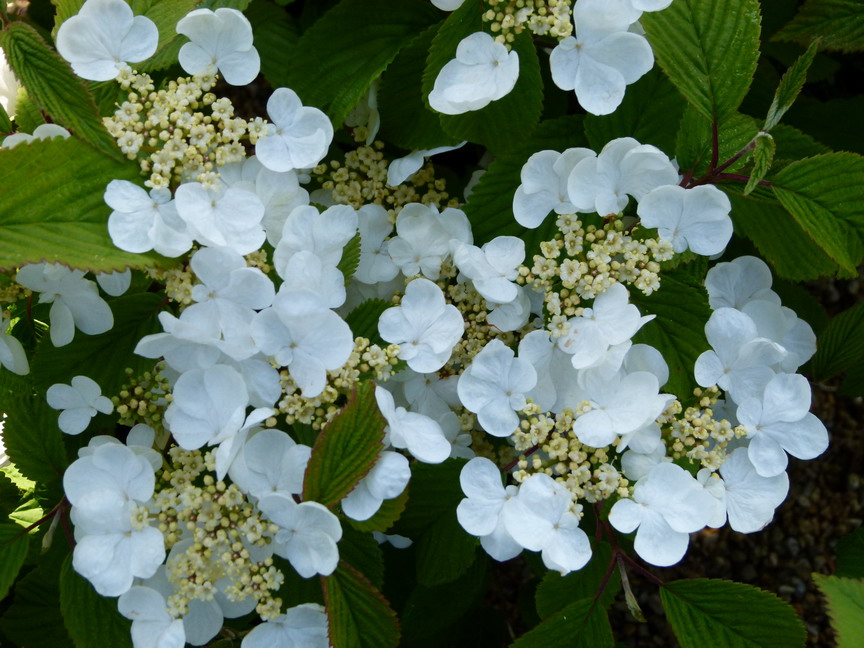 VIBURNUM plicatum Great Star ®