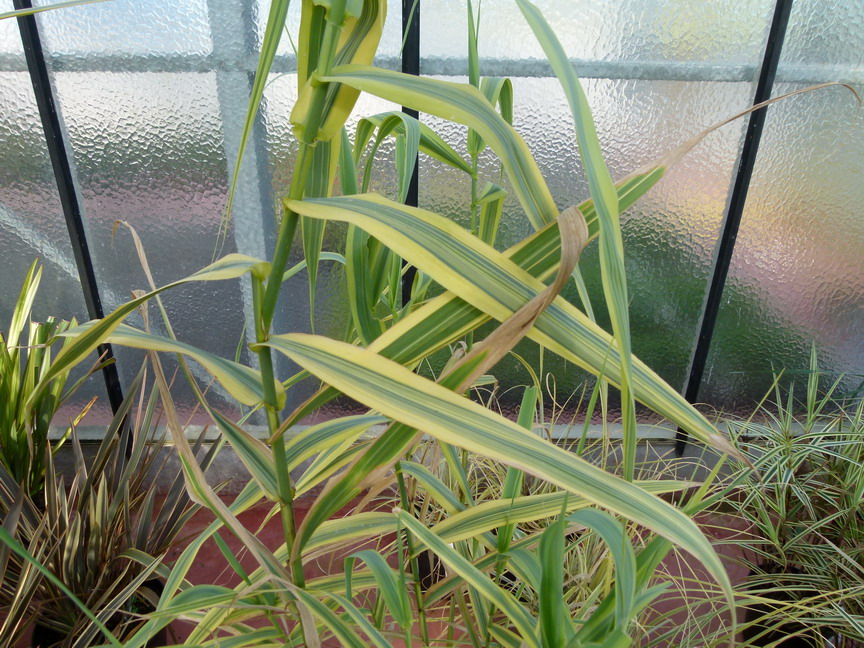 ARUNDO donax Aureovariegata