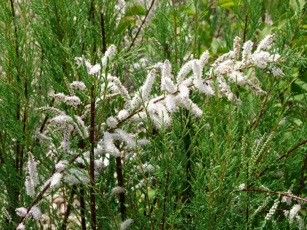 TAMARIS ramosissima Hulsdonk White ®