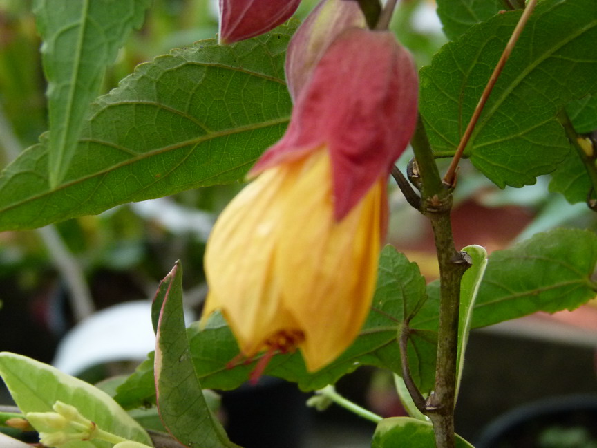 ABUTILON Kentish Bell