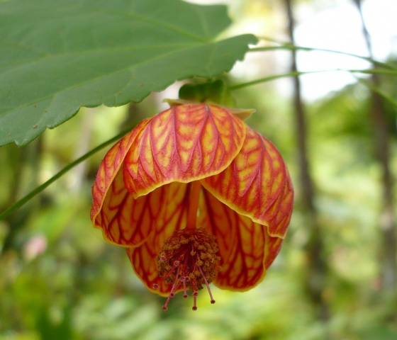 ABUTILON striatum