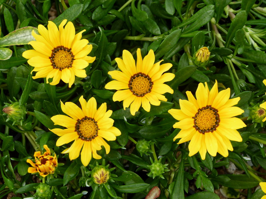GAZANIA hybride