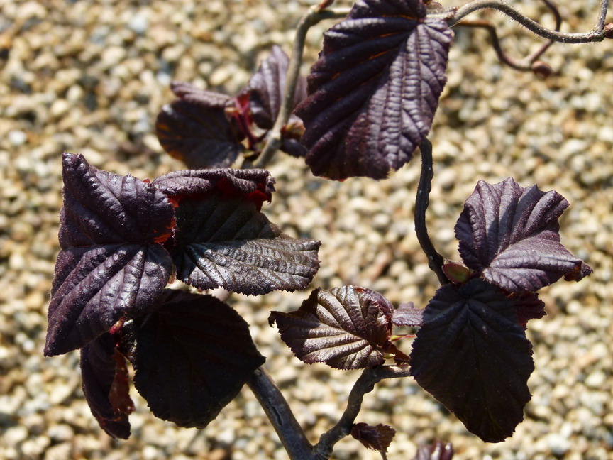 CORYLUS avellana Red Majestic