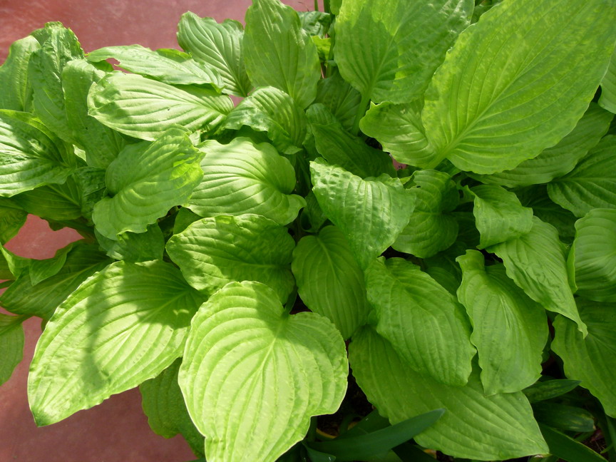 HOSTA Honey Bells