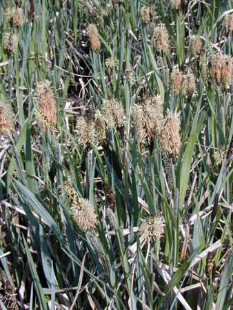CAREX acuta