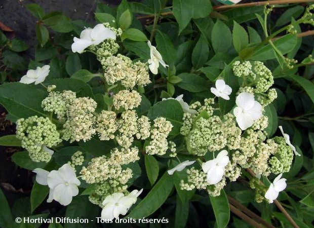 HYDRANGEA X Semiola Hortensia Grimpant Persistant P pini re En 