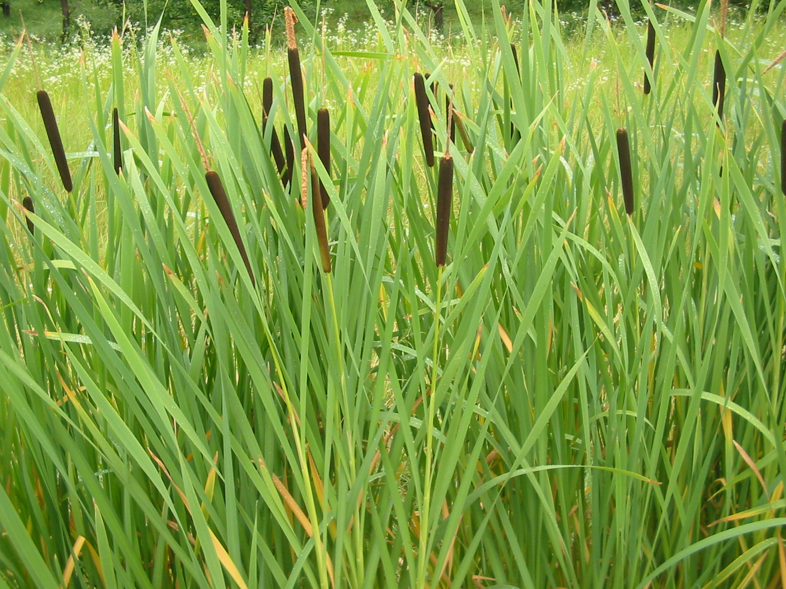 TYPHA latifolia