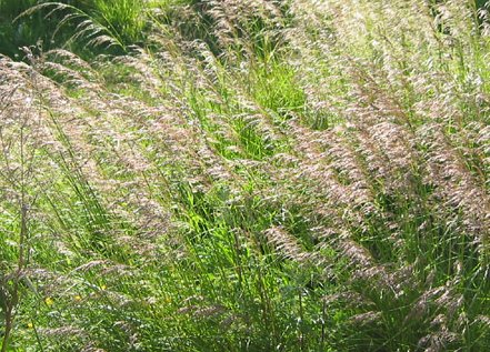 DESCHAMPSIA cespitosa