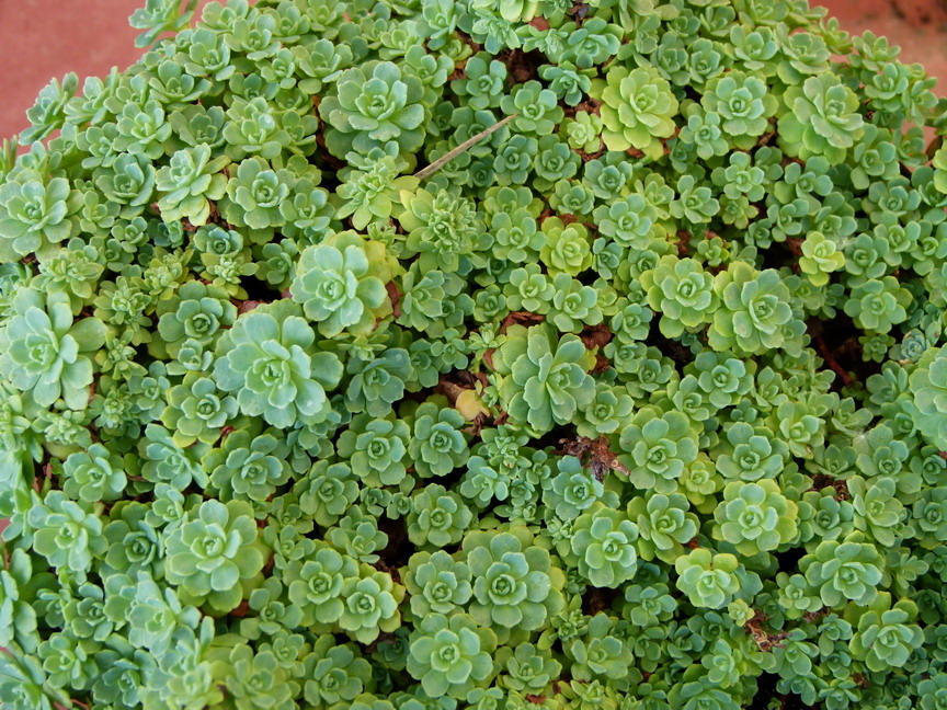 SEDUM pachyclados