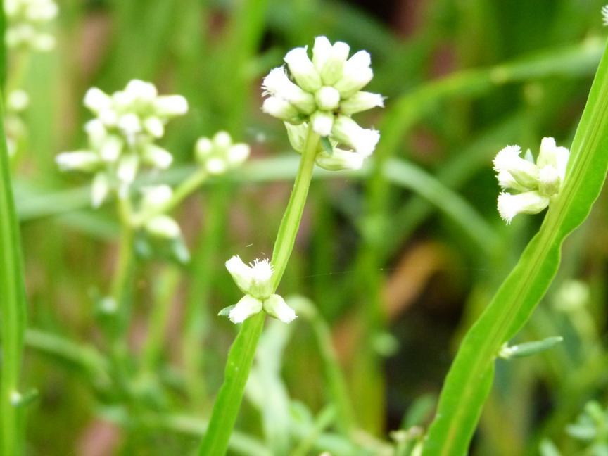 BACCHARIS genistelloides