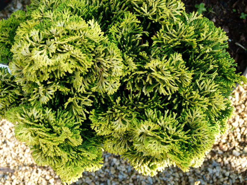 photo CHAMAECYPARIS obtusa Aurora