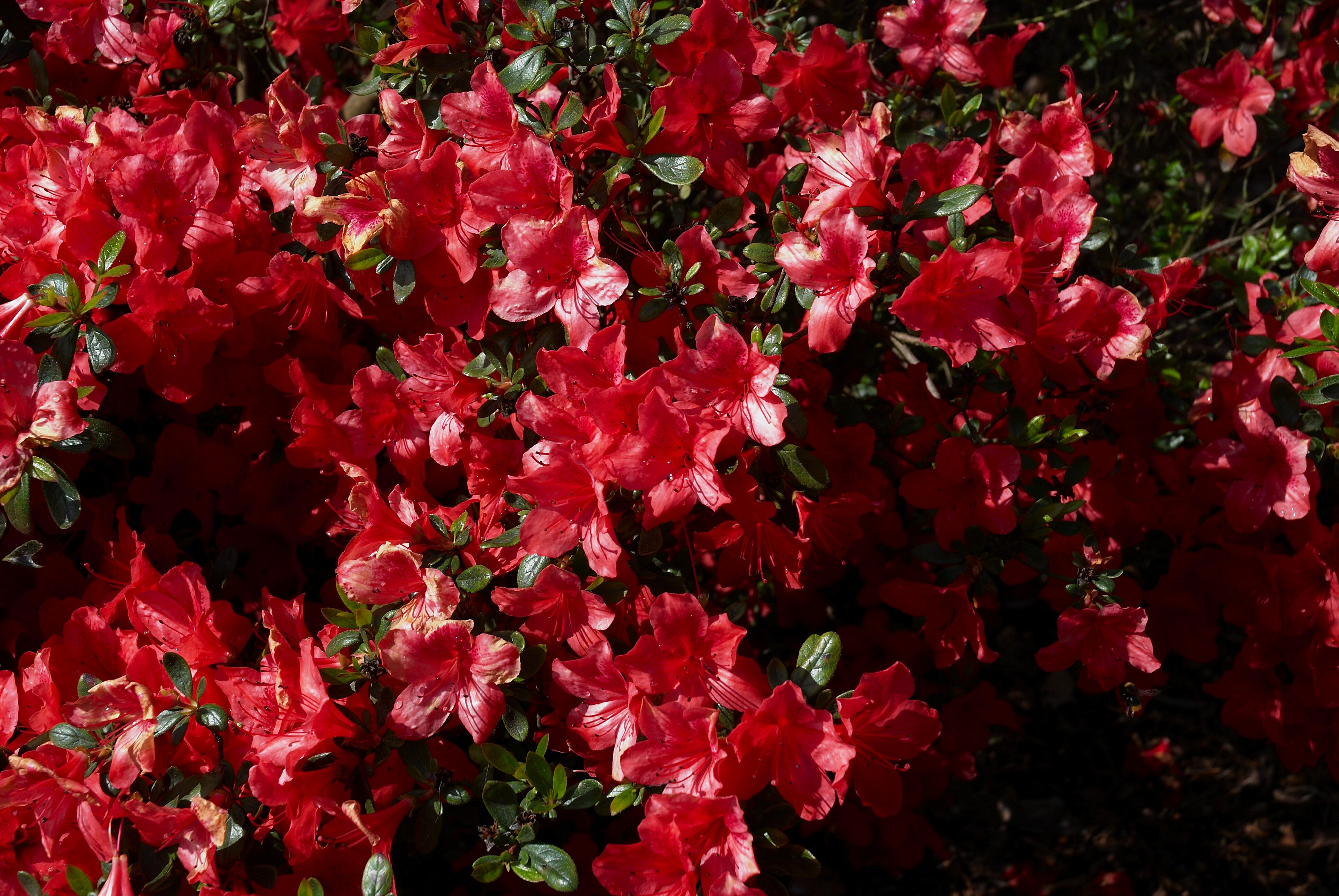 AZALEA japonaise Aladdin
