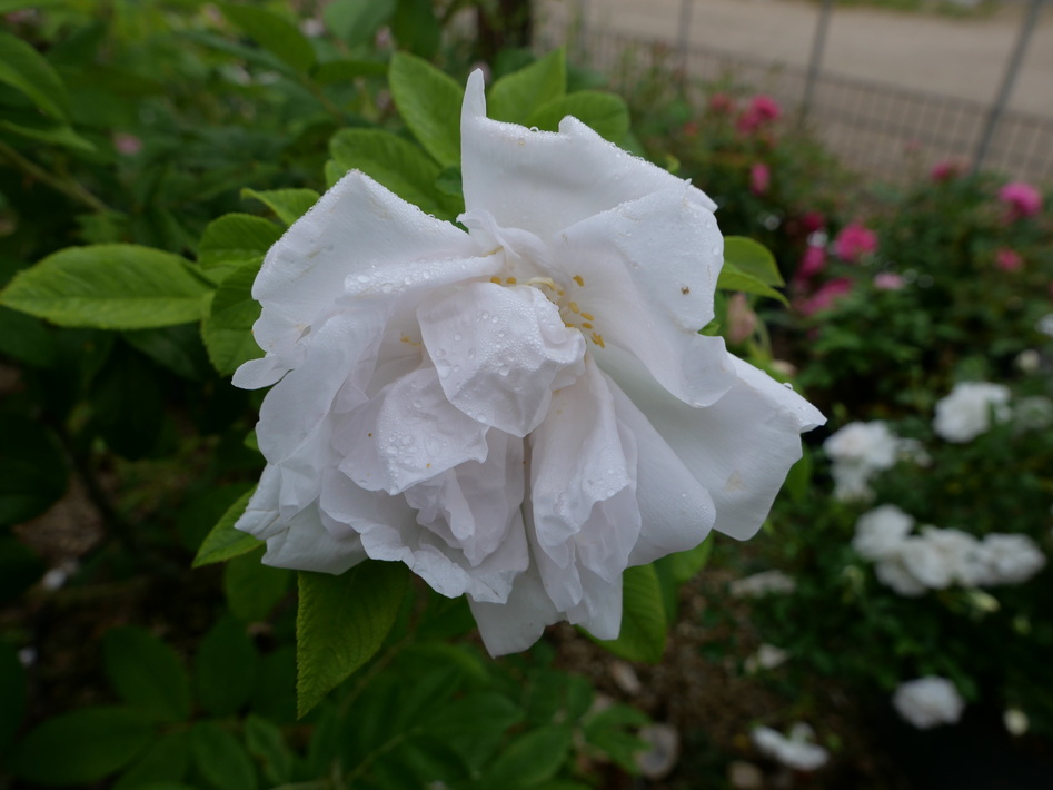 ROSA rugosa White Perfection ®