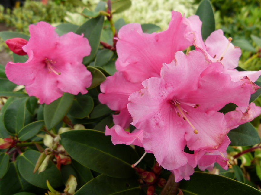 RHODODENDRON hybride Wilgen's Surprise