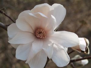 MAGNOLIA X.loebneri Docteur Merill