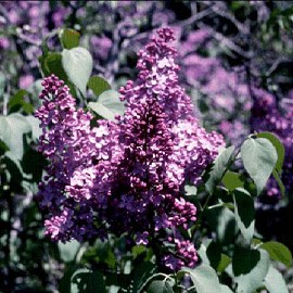 SYRINGA vulgaris Belle de Nancy