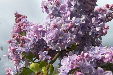 SYRINGA vulgaris Président Grévy