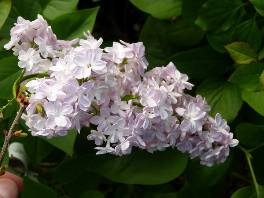 SYRINGA vulgaris Sensation