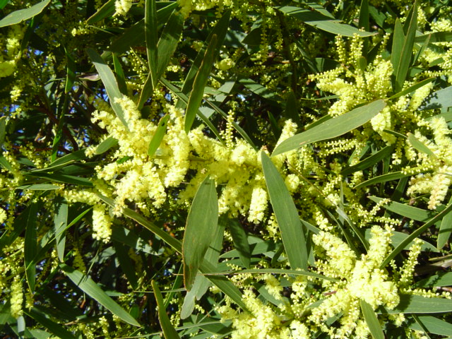 photo ACACIA longifolia