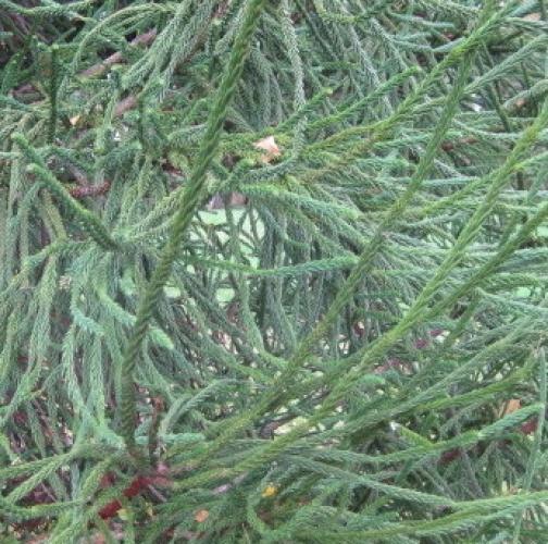 photo CRYPTOMERIA japonica Araucarioides