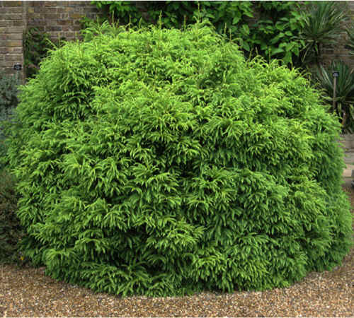 CRYPTOMERIA japonica Globosa Nana