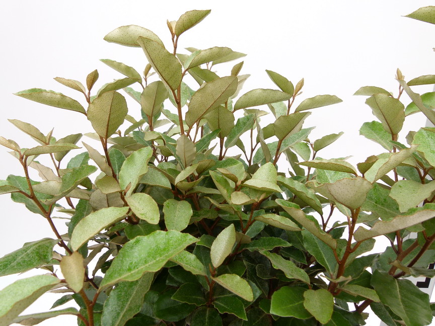 ELAEAGNUS X.ebbingei Compacta
