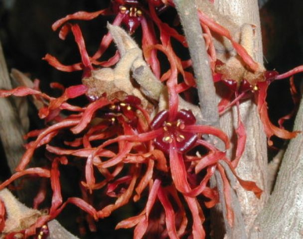 HAMAMELIS X.intermedia Feuerzaber