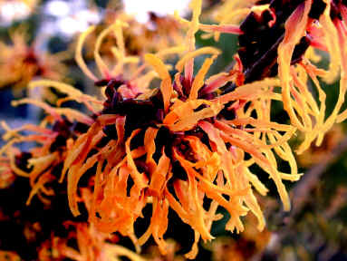 HAMAMELIS X.intermedia Orange Beauty