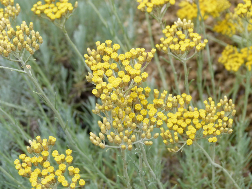 HELICHRYSUM thianschanicum Miel et Curry