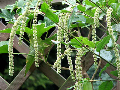 ITEA ilicifolia