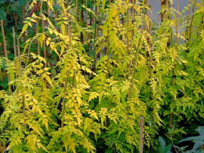 JASMINUM Fiona Sunrise ®