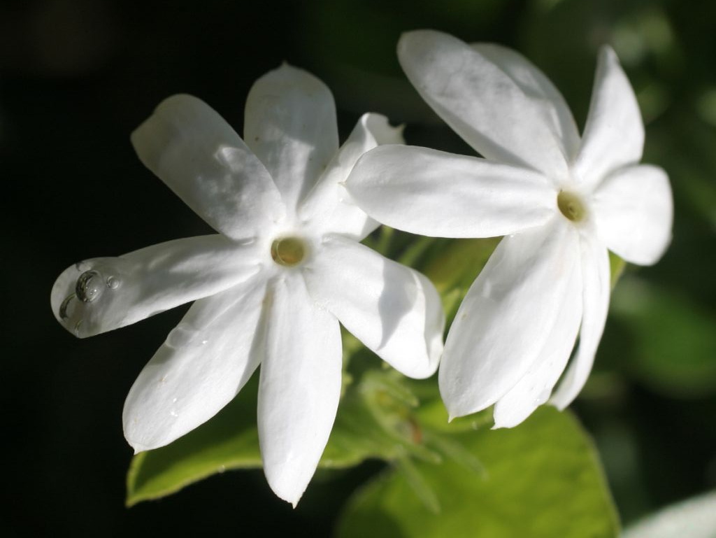 JASMINUM officinale Affine