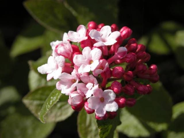 LAGERSTROEMIA indica Collonges