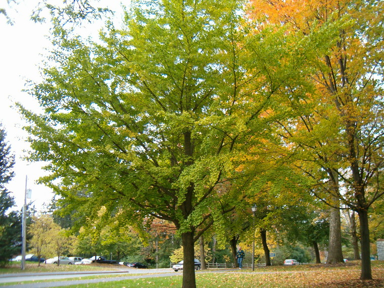 GINKGO biloba Princeton Sentry