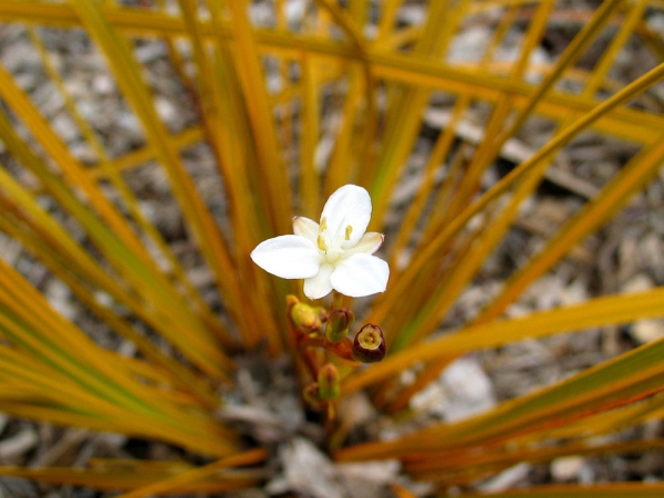 LIBERTIA ixioides Gold Finger ®