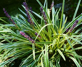 LIRIOPE muscari Gold Banded