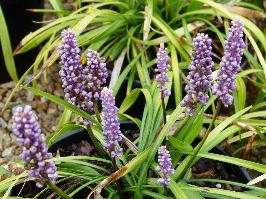 LIRIOPE muscari Ingwersen