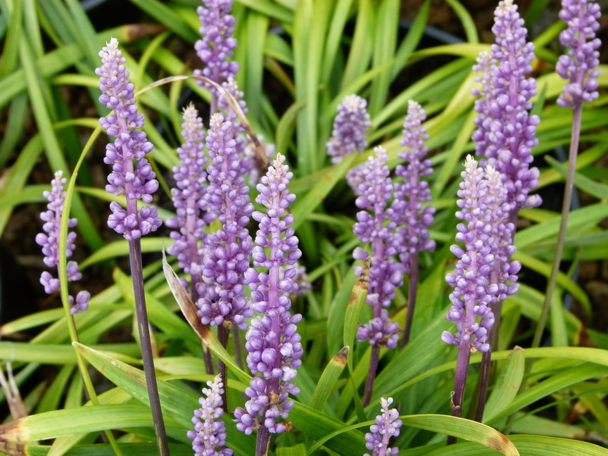 LIRIOPE spicata Moneymaker