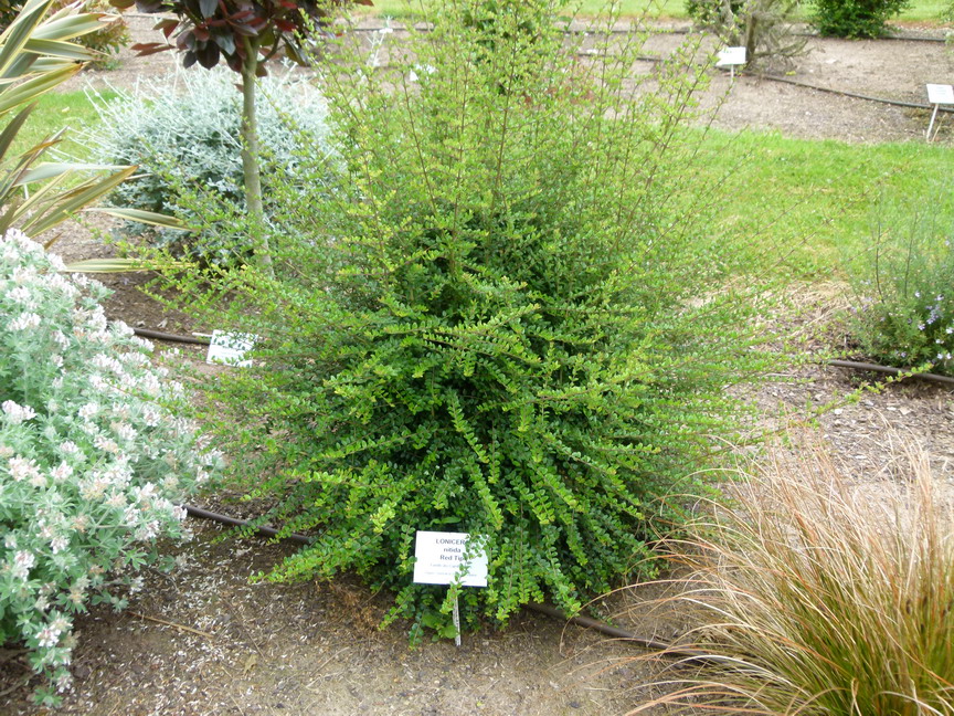 LONICERA nitida Red Tip