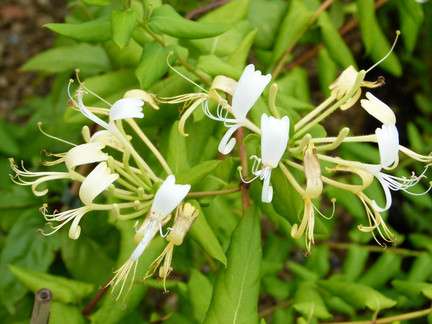 LONICERA similis var. delavayii