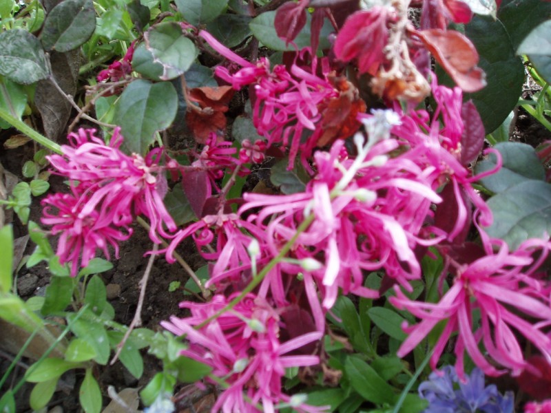 LOROPETALUM chinense Ming Dynasty