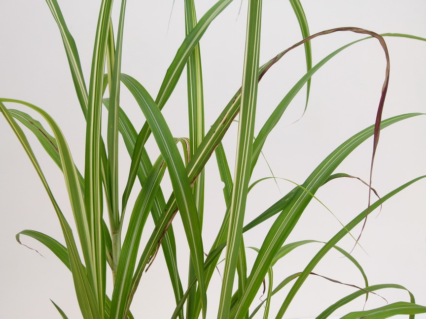 MISCANTHUS sinensis Cabaret